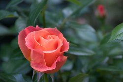 20 22-Jun-13 06-57-24 D300 030